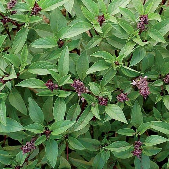 Benih Bibit Biji - Basil Sweet Thai Herb Seeds - IMPORT