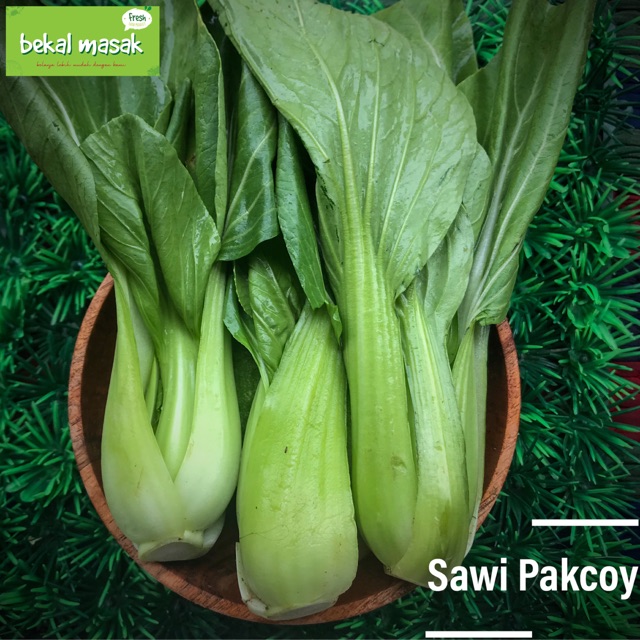 

Sawi Pakcoy