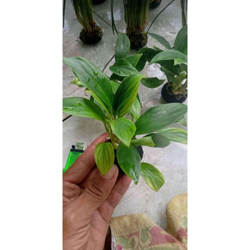 jukut gawir media wabikusa