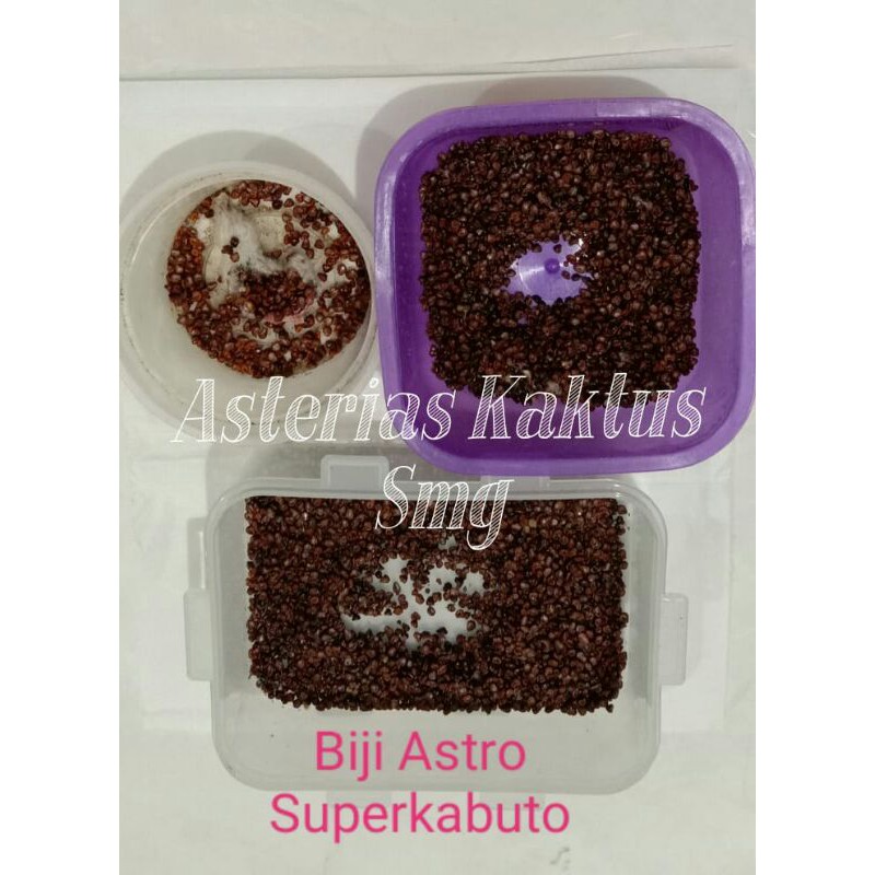 Biji Astro Astrophytum Asterias Super Kabuto