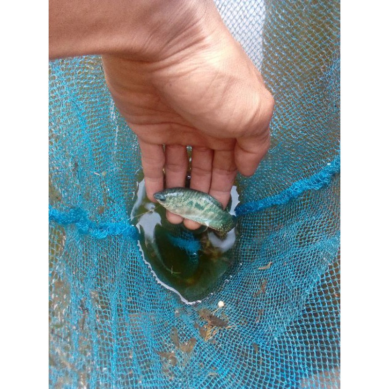 ikan hias sepat albino