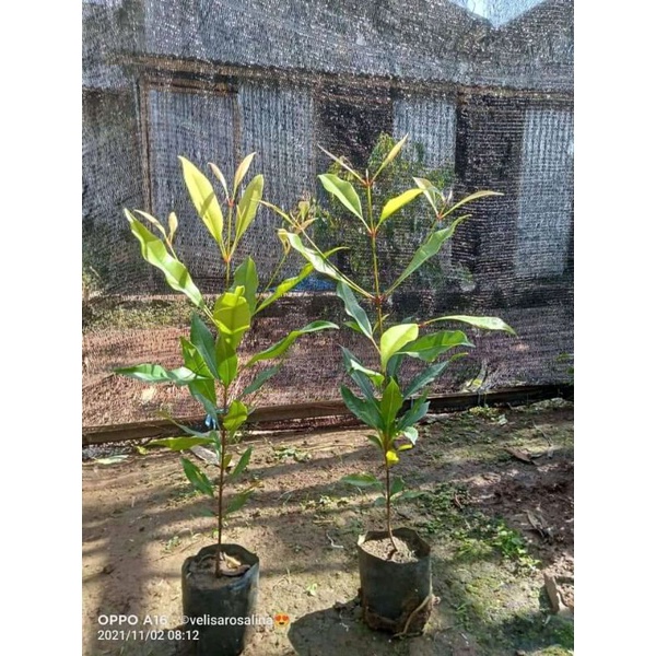 Bibit cengkeh sibar merahUnggul.... ,