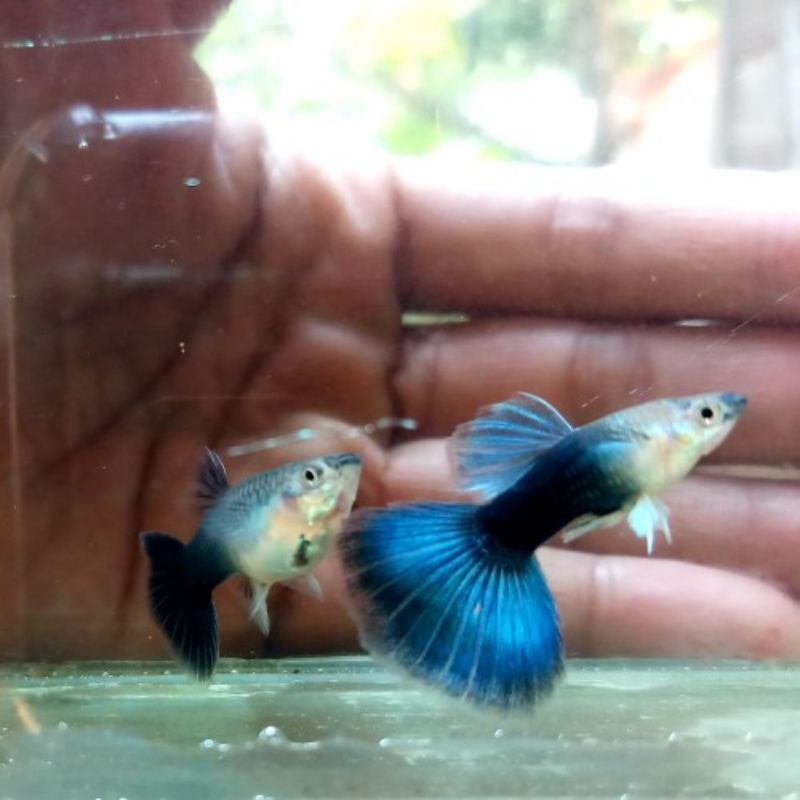 Ikan Guppy HB Blue Indukan
