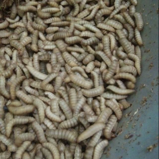 Maggot BSF umpan jitu galatama lele