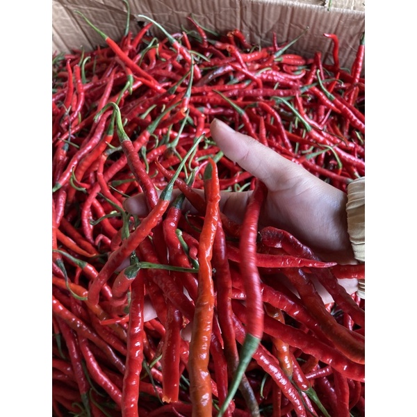 

Cabe Keriting merah Segar