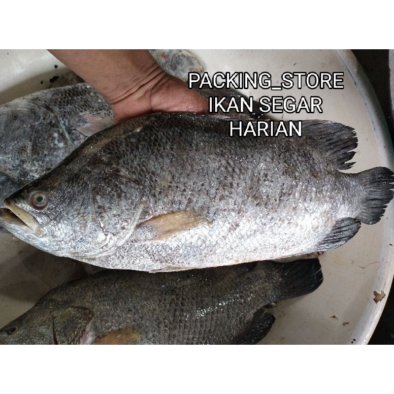 

IKAN KAKAP HITAM 1-2 EKOR BER KUALITAS DAN GARANSI SEGAR