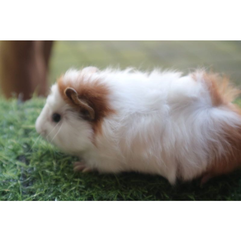 Marmut Peliharaan Lucu Guinea Pig Jenis Abyssinian Jabrig - Grabexpress Instant Shopee Indonesia