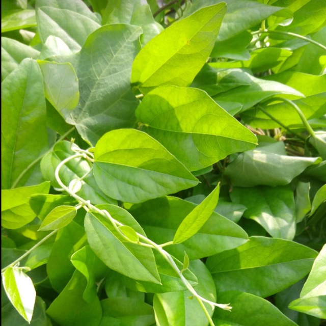 

DAUN CINCAU JELLY SEGAR 2L