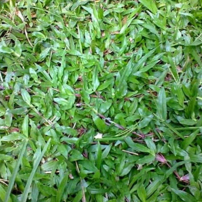 bibit rumput gajah biasa ukuran 30cmx30cm