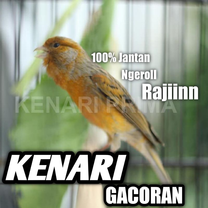 Burung Kenari Gacoran Jadi Ngeroll Rajin Bunyi Harian Seri Lokal Super