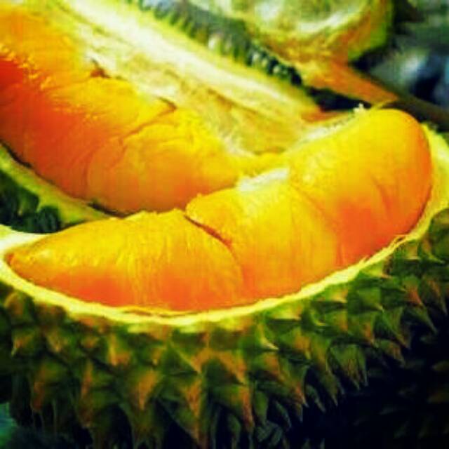 

bibit durian montong kaki 4