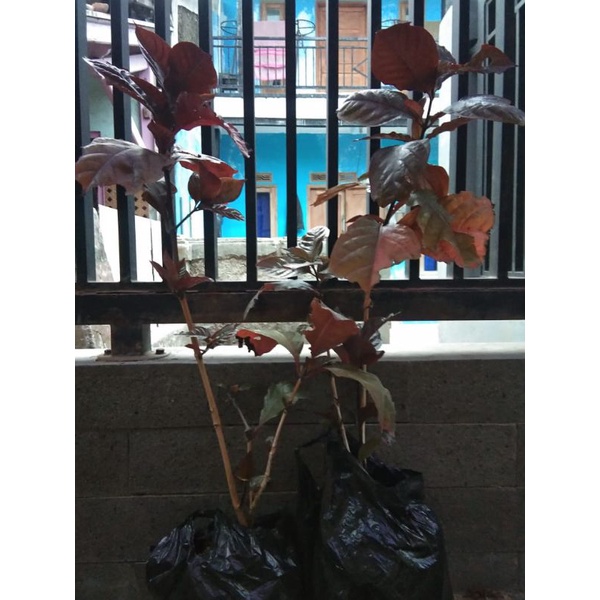 Daun herbal handeuleum/daun ungu