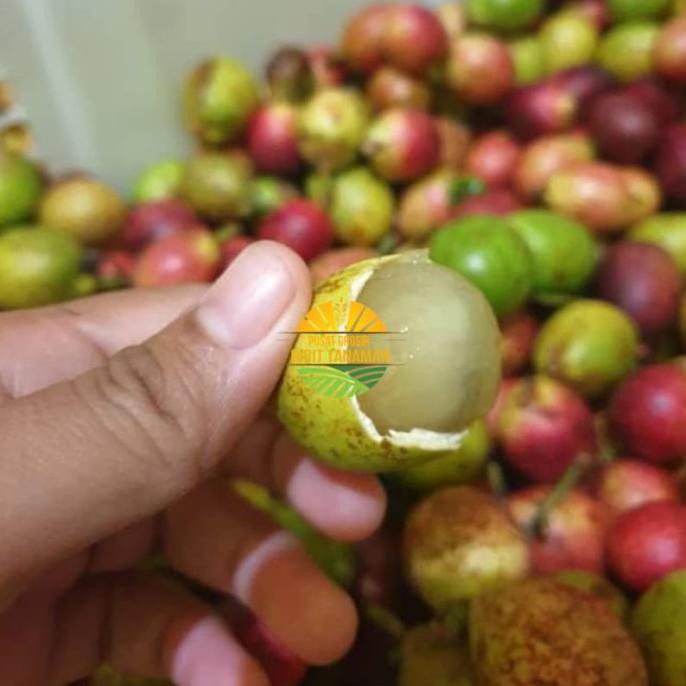 Bibit buah matoa merah super