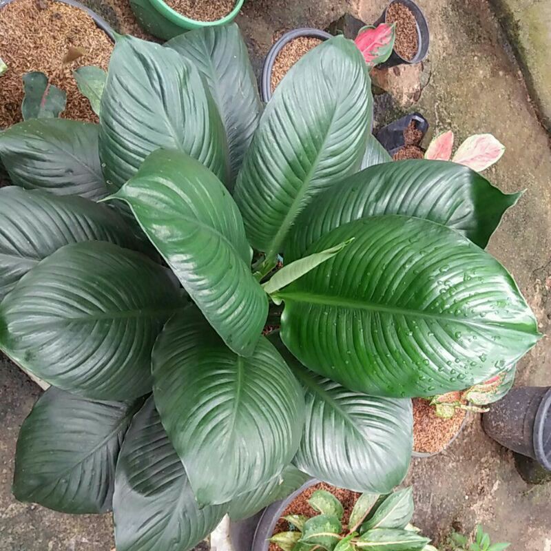 

Bunga MATALOA