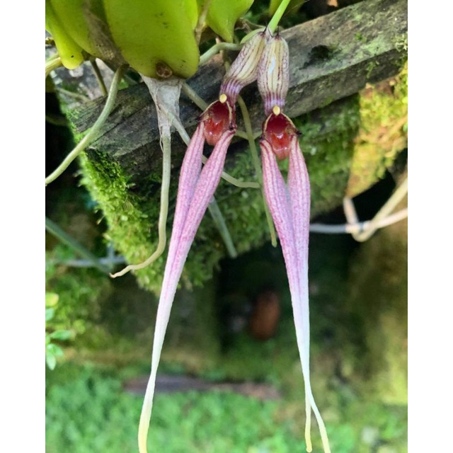 Bulbophyllum biflorum