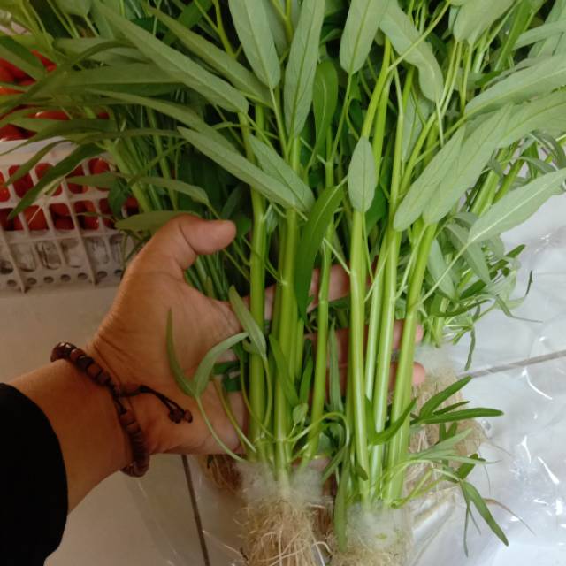 Sayur Kangkung Hidroponik Free Pestisida Shopee Indonesia