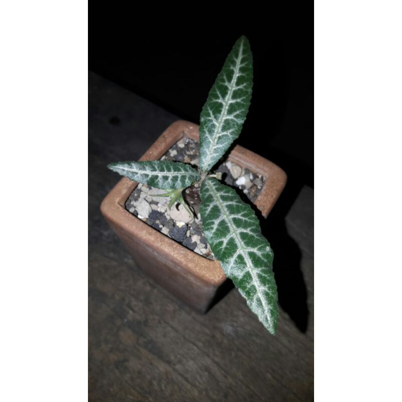 Dorstenia Lancifolia