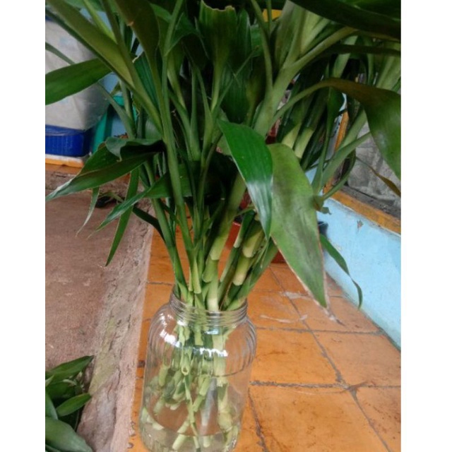 TERMURAH BAMBU HOKI BAMBU CINA SRI REJEKI