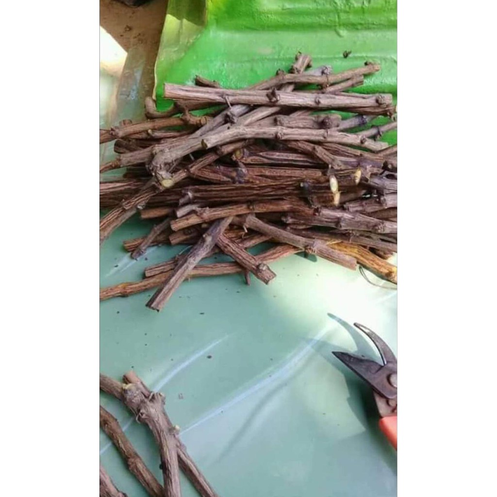 $_$ Paket 10 Bibit Stek Cutting Anggur Ninel Varietas Import Kw Super