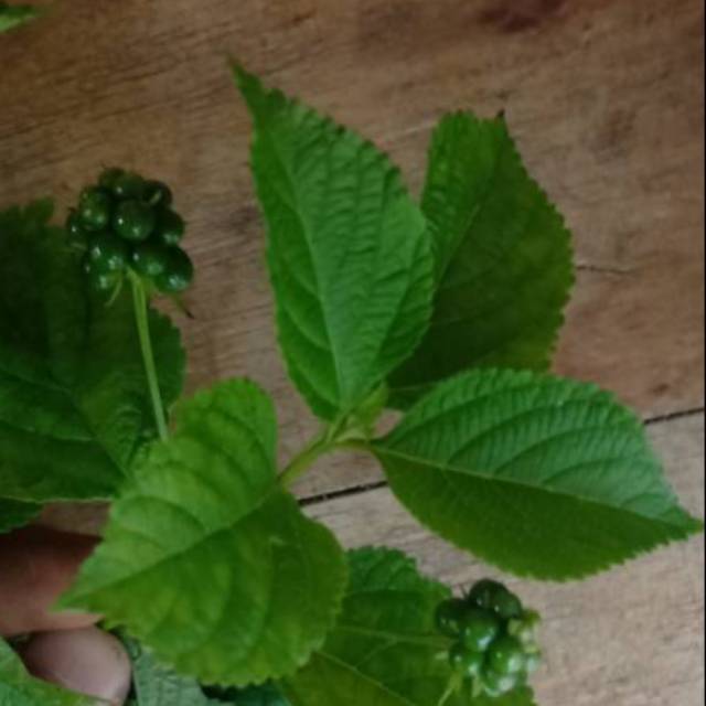 

500 gram daun cente/ tembelekan