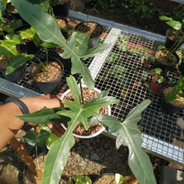 Philodendron longilobatum