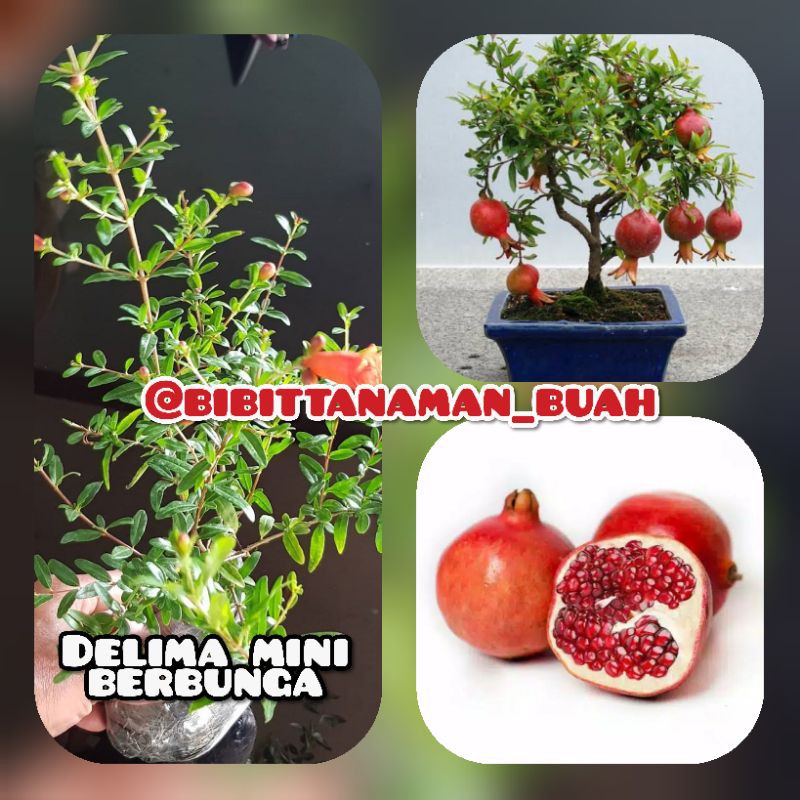 Bibit delima mini berbuah / Delima mini berbunga / Tanaman buah delima mini / Delima mini /