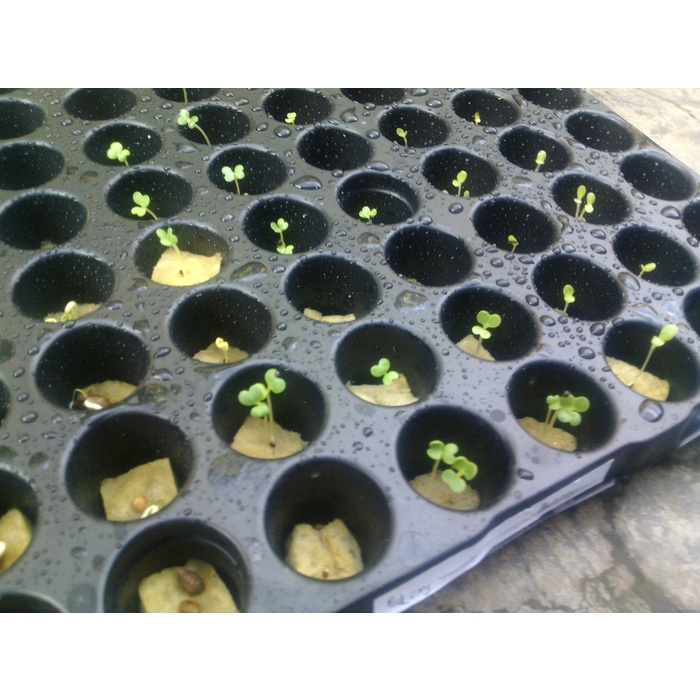 Pot Tray Semai - Traypot semai bibit tanaman