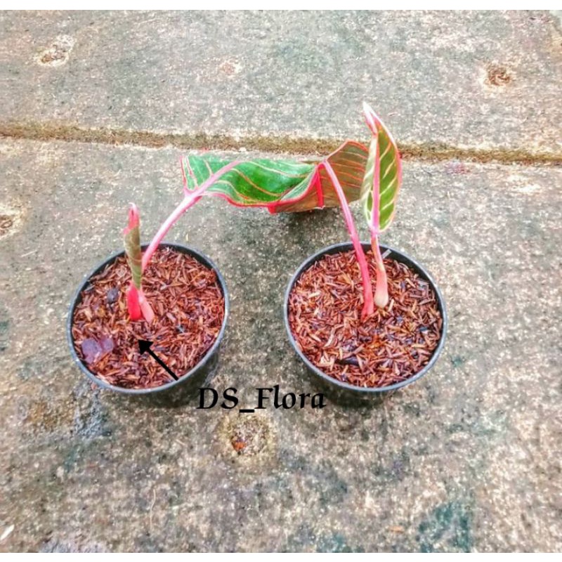 Bibit aglonema kanza