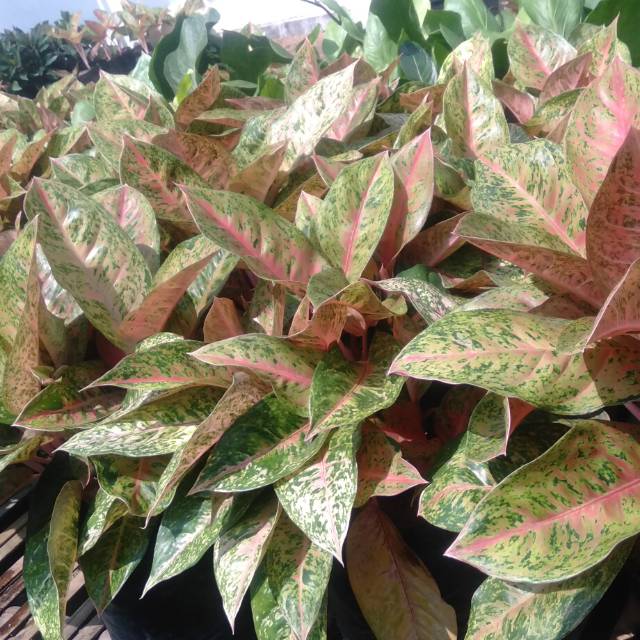 bunga aglonema murah meriah