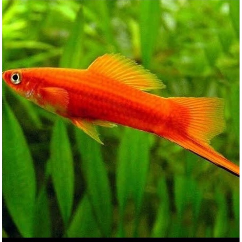 Ikan Hias Platy Plati Sword Tail Ekor Pedang Aquarium Aquascape