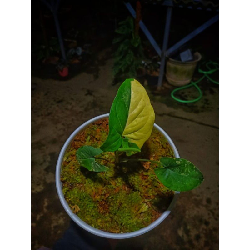 (SOLD) SYNGONIUM YELLOW VARIGATA SYNGONIUM VARIGATA KUNING SYNGONIUM AUREA DAUN 3 OTW 4 DAUN