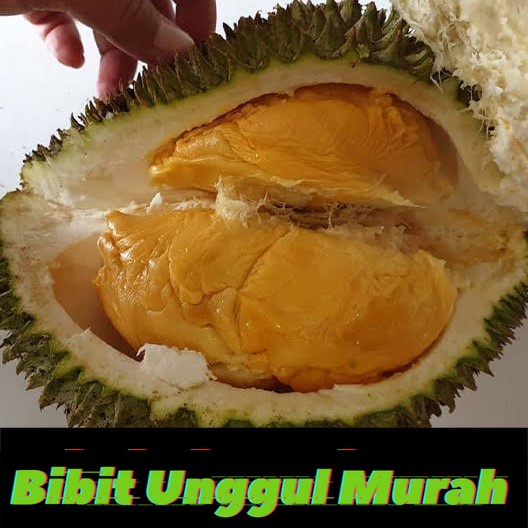 Bibit durian tembaga bangka super