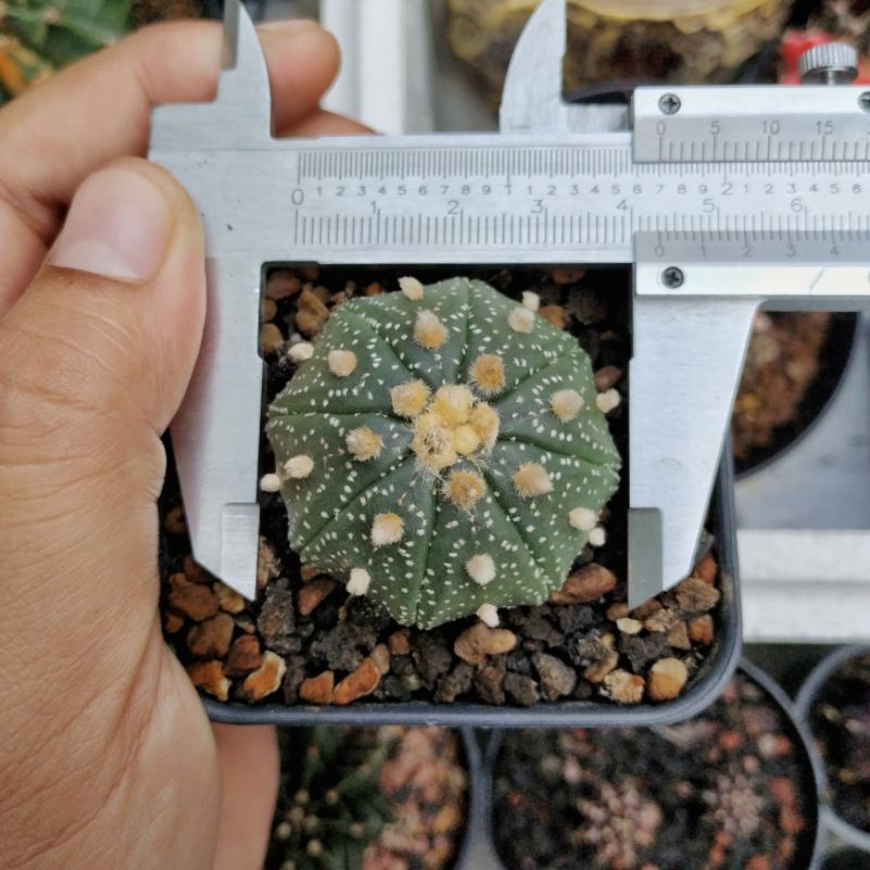 Astrophytum SS x Oibo
