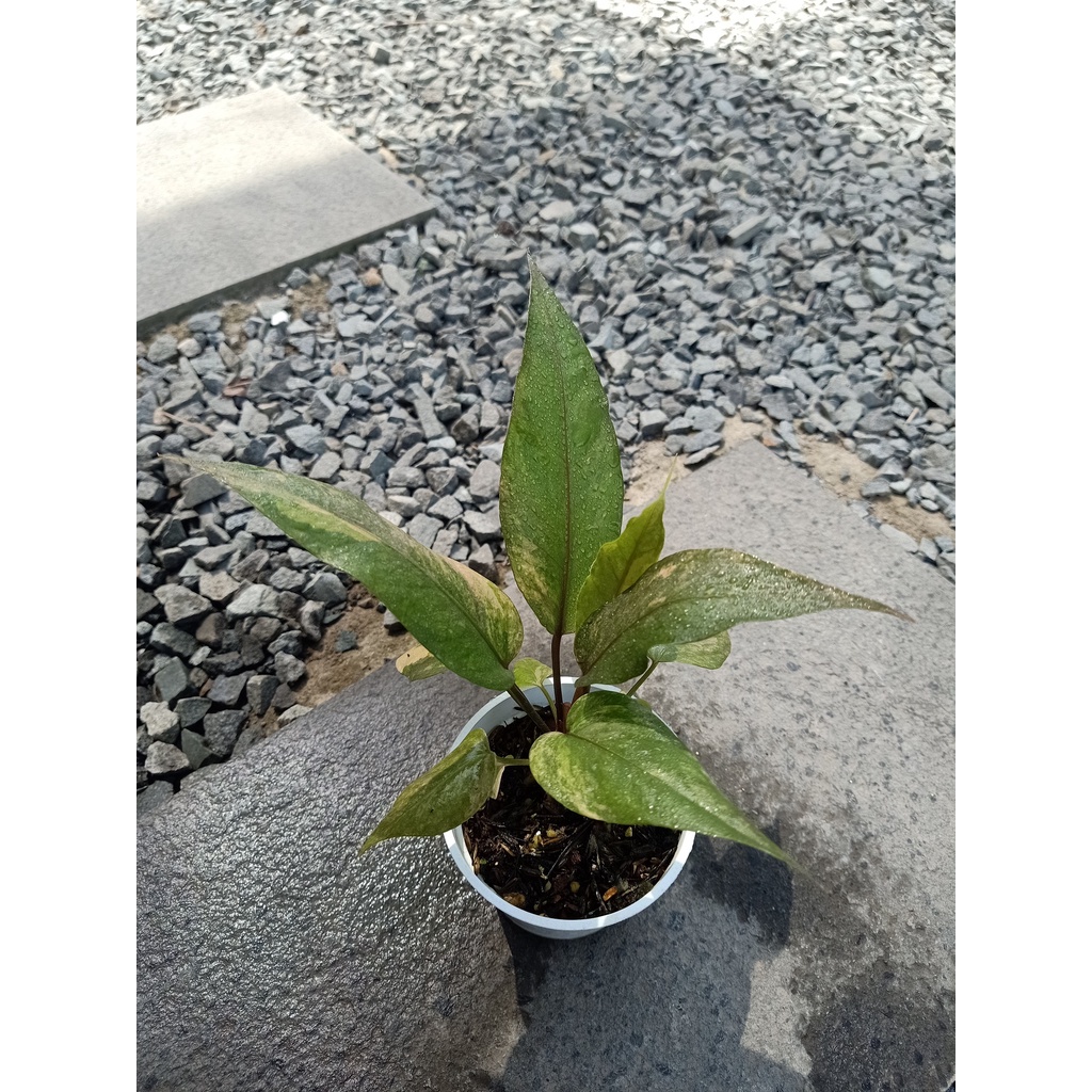 Anthurium Hookeri  Pink Tanaman Hias