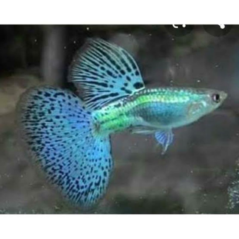 

Blue glaass