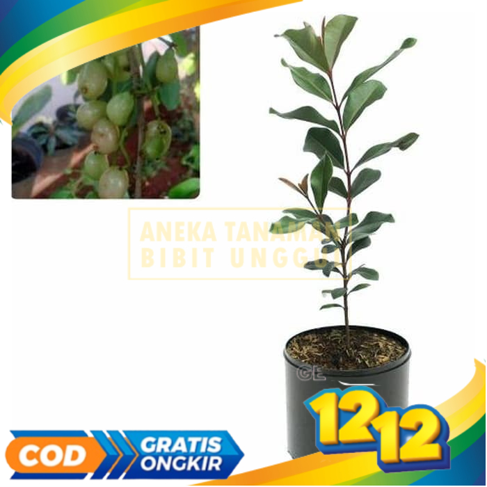 Bibit Tanaman Buah Juwet Putih