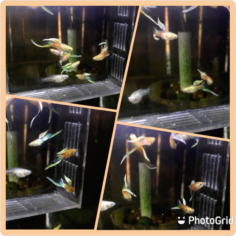 Blonde Vienna Bottom Sword  (video inbox)