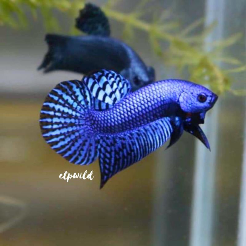 Wild Betta Alien Blue