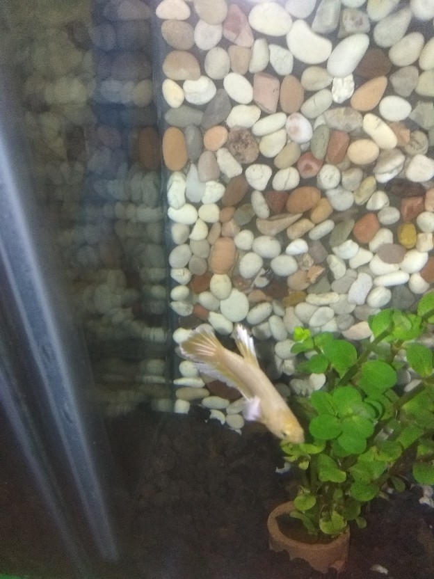 Ikan Cupang Hias Plakat Big Ear Soft Gold Mewah