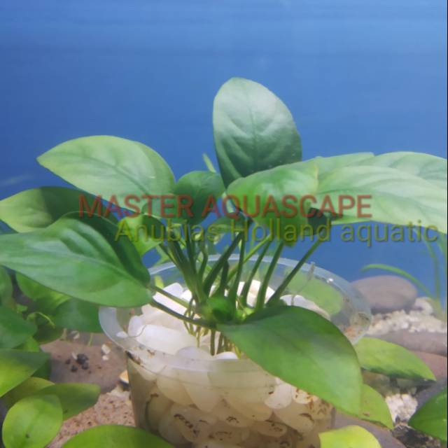 

Anubias Holand