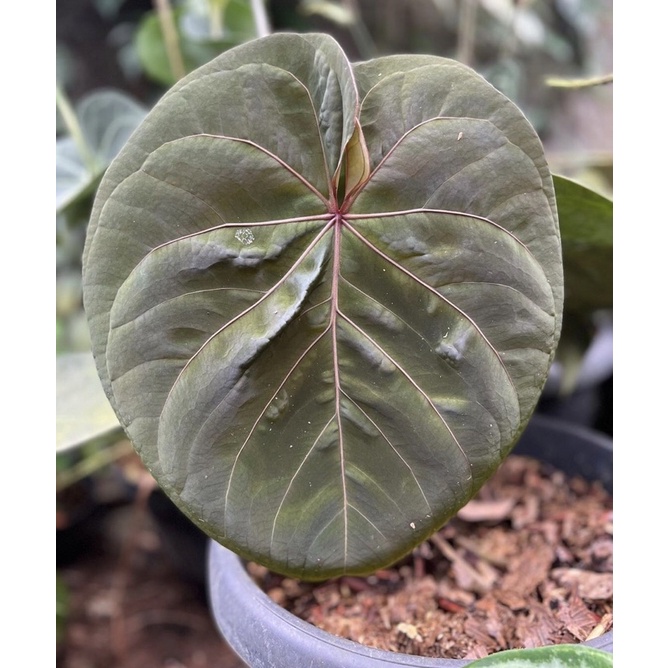 Anthurium hoffmani baby - Tanaman Hias Anthurium hoffmani baby