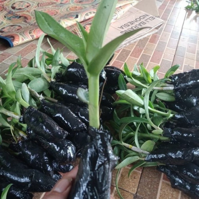 promo - anggrek dendrobium bunga hitam papua