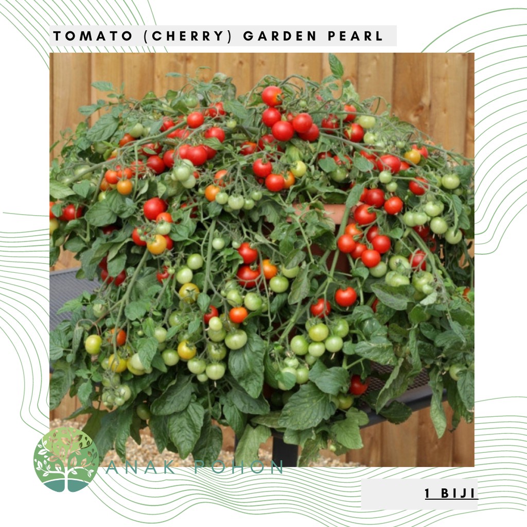 Benih Bibit Biji - Tomato (Cherry) Garden Pearl Tomat Ceri Seeds - IMPORT