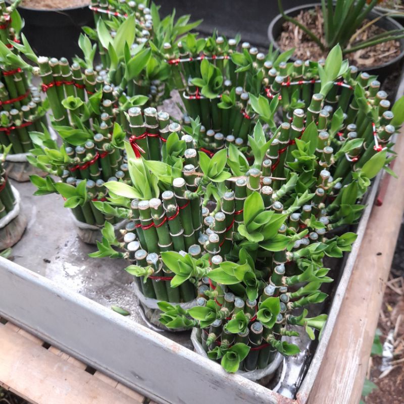 Bambu Hoki Tanaman Hias  Mini / Lucky bamboo Lucu / Sri rejeki Tanaman Hidup-,Bunga Hidup Murah Bung
