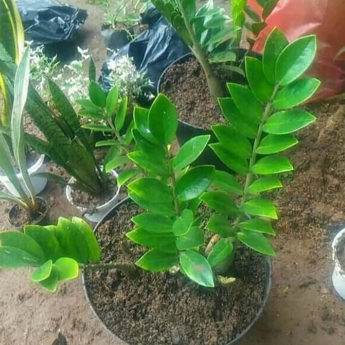 Tanaman Jamiya dollar/Jamia dollar