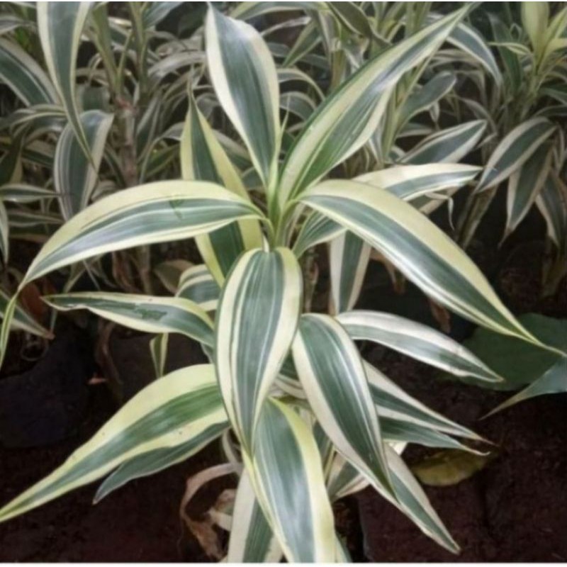 Pohon Bambu Hoki / Sri Rejeki Varigata Tanaman Hias Pohon Sri Rejeki Varigata