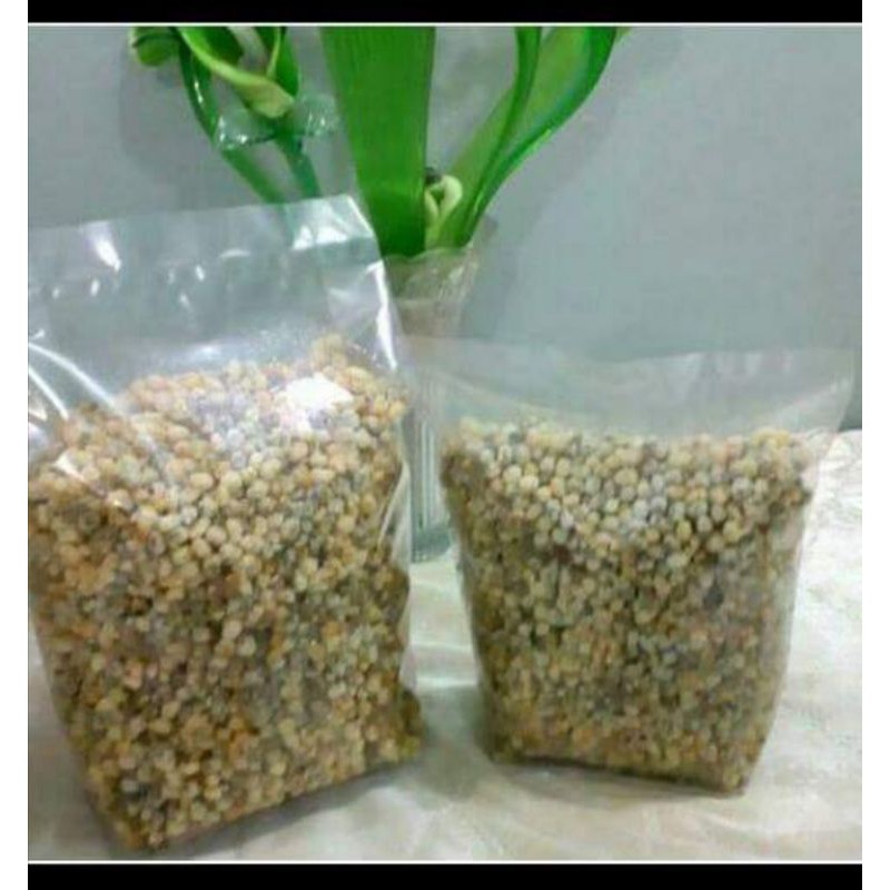 

kacang hijau