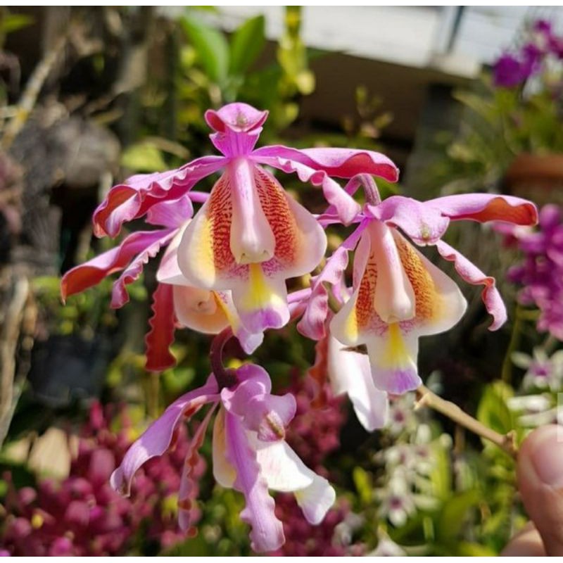 Anggrek scomborgia tibicinis dewasa