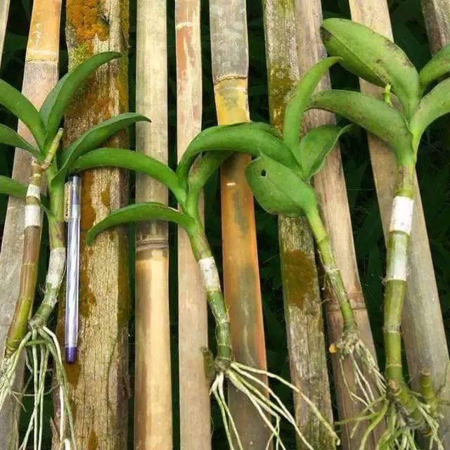 Anggrek keiki isi 10pc