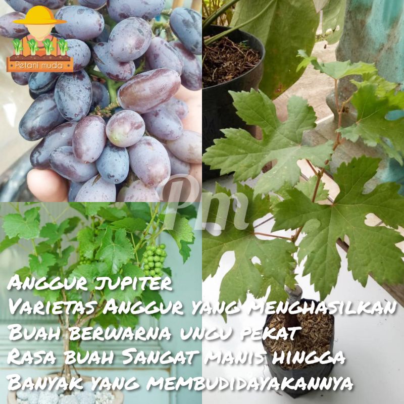 Bibit Anggur Improt Jupiter Berbunga